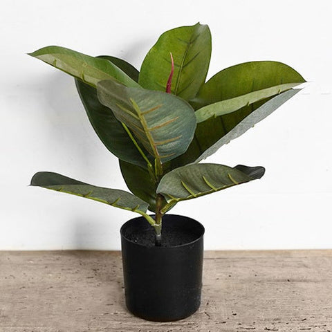 Ficus Tree Pot